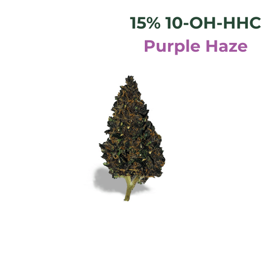10-OH-HHC Blüten legal aus Deutschland kaufen – Jetzt bestellen bei CBD040 10 OH HHC Blüten kaufen und bestellen aus Deutschland hier im Bild Purple Haze sicher und legal bei CBD 040
