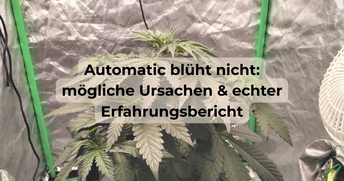 Automatic blüht nicht: mögliche Ursachen & echter Erfahrungsbericht Automatic Cannabispflanze, die deutlich später als erwartet in die Blüte geht