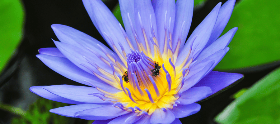 Die Faszination des Blauen Lotus – Ein Geschenk der Natur Blauen Lotus kaufen bei CBD 040