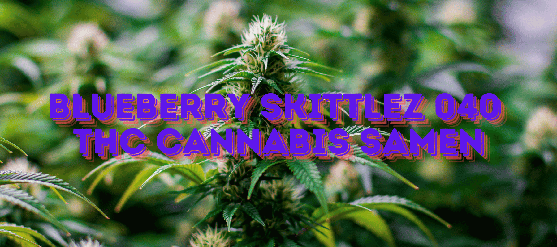 Beste THC Cannabis Samen für Anfänger: Blueberry Skittlez 040 Autoflower Bild von einer Hanfpflanze vorne steht Blueberry Skittlez 040 THC Cannabis Samen drauf