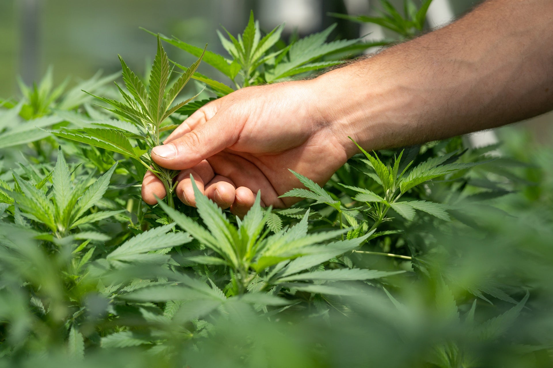 Wo kann man CBD, HHC und deren Vapes und Blüten in Deutschland kaufen? Ein Leitfaden für jedes Bundesland CBD Blatt Hanf Blatt welches THC und CBD enthält mit einer Hand die es zeigt
