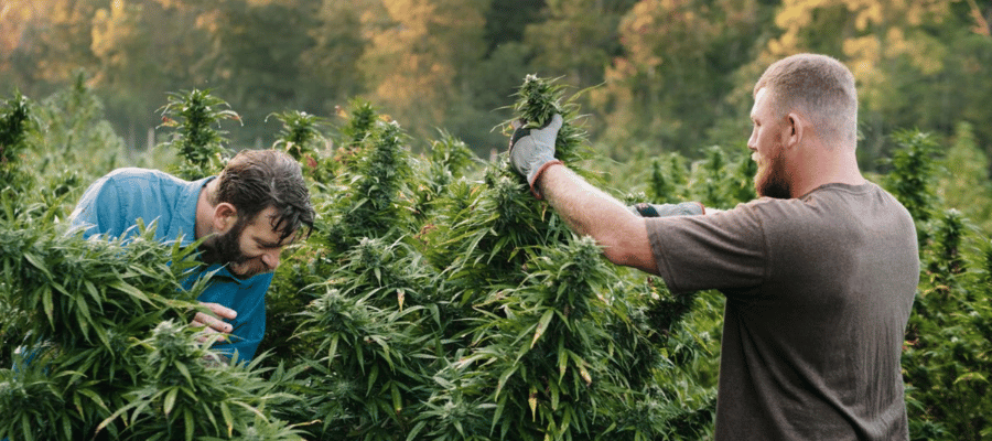 Erfahren Sie alles über CBG-9: Wirkung, Vorteile und Erfahrungen Zwei Männer die auf einem Feld Cannabis Abpflanzen