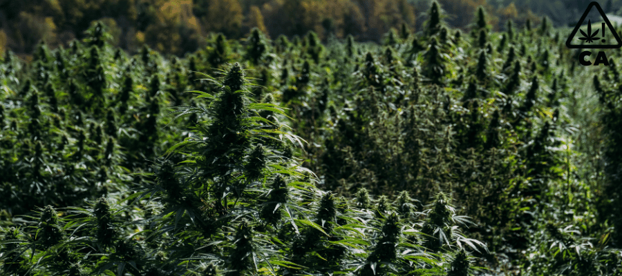 Cali Weed legal kaufen? Hier gibt’s die besten Cali Samen für deinen Eigenanbau! Cannabis Feld und oben Rechts ist ein Cali Weed Zeichen
