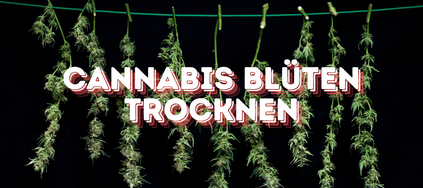 Cannabis Decarboxylieren und Trocknen: Die besten Methoden für den Eigenanbau 2024 Cannabis Blüten die hängen zum trocknen mit schwarzem Hintergrund