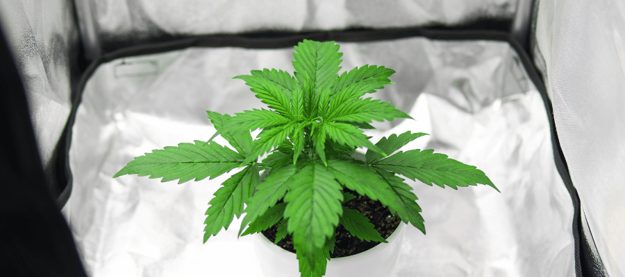 Jetzt neu bei CBD 040: Growbox LED Komplettset – Ideal für Anfänger im Cannabis Eigenanbau Cannabis das in einer Growbox angebaut wird