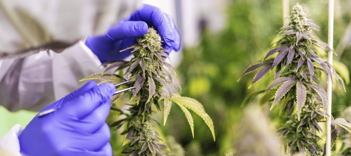 Cannabis Pflanze wird untersucht im Labor