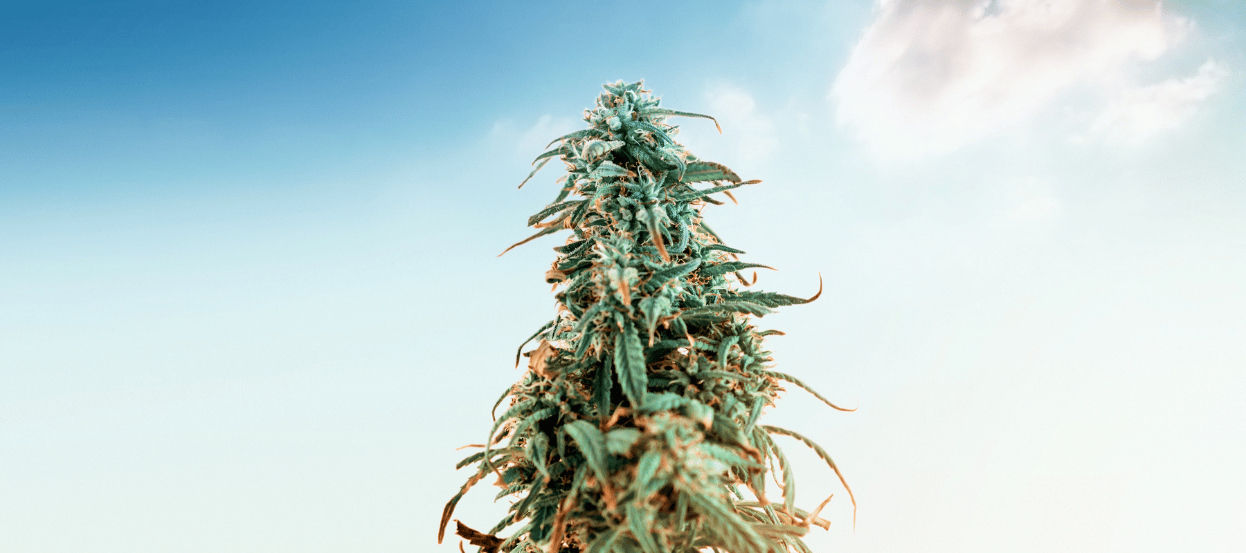 HHC Verbot in Deutschland 2024: Sichern Sie sich jetzt HHC, THCP und CBD bei CBD040 Cannabispflanze mit einem Himmel und Wolken im Hintergrund