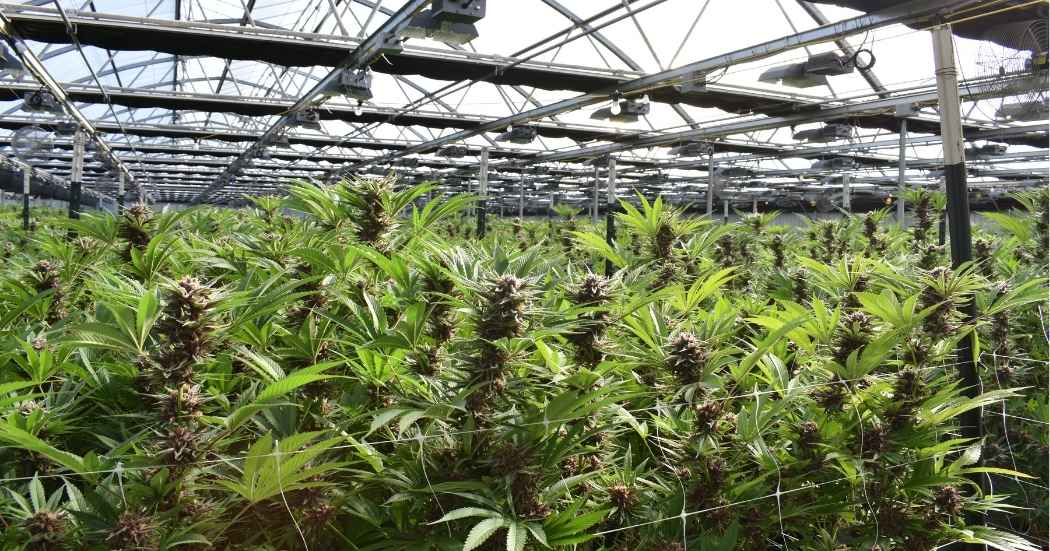 Welche Cannabis Samen sind für Anfänger im Eigenanbau am besten geeignet? Cannabis Samen die am Wachsen sind in einem hellen Raum mit Glasdach