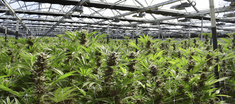 Cannabis Samen die am Wachsen sind in einem hellen Raum mit Glasdach