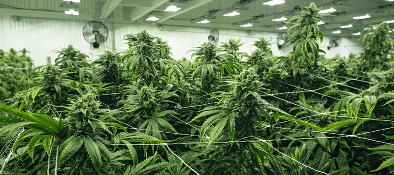 Cannabis Pflanzen die selber angebaut sind und in einem hellen Raum sind