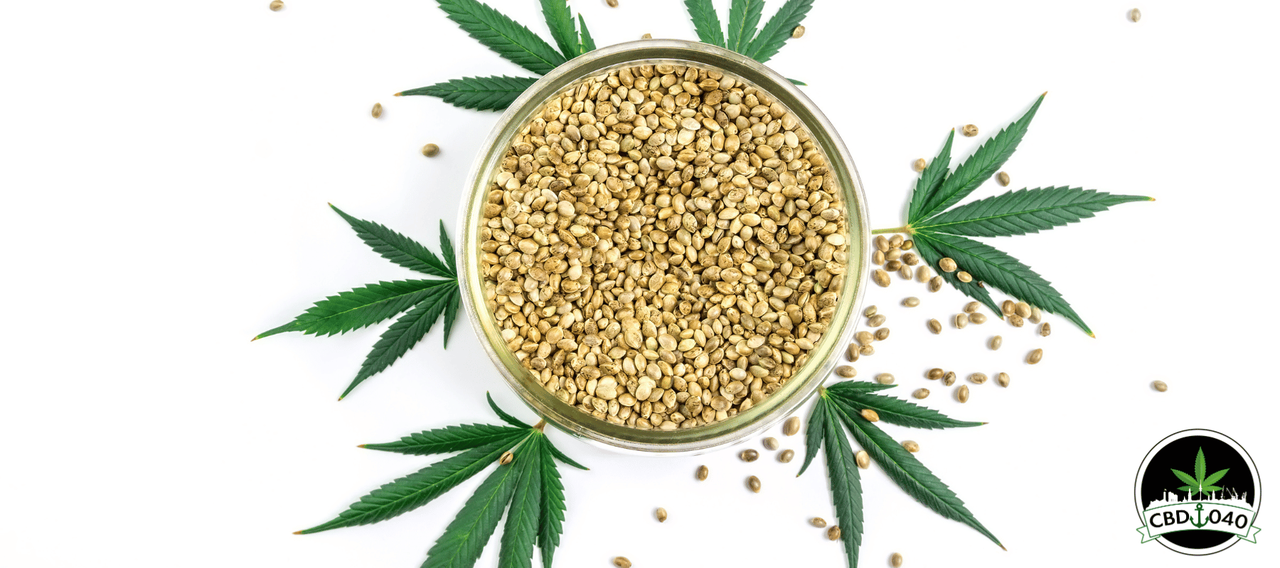 Cannabis Samen kaufen in Deutschland: Erweiterte Produktpalette bei CBD040 Cannabis Samen kaufen bei CBD 040 aus Hamburg Mit Klarna und PayPal Cannabis Legalisierung Deutschland