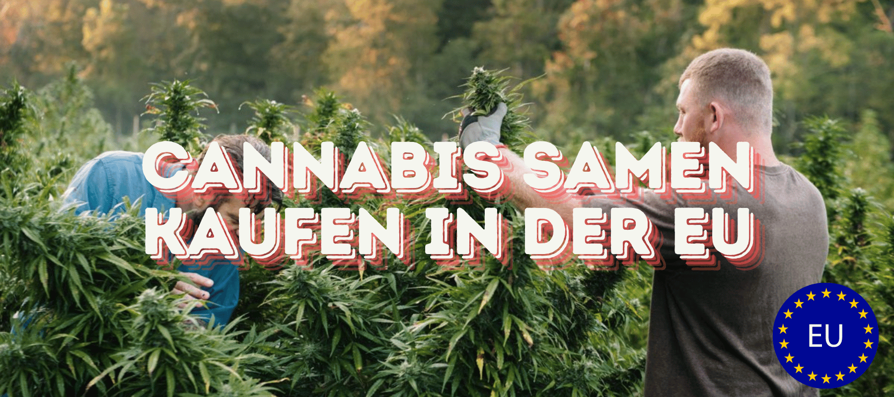 Cannabis Samen kaufen in der EU: Alles, was Sie wissen müssen 2 Männer die Cannabispflanzen ernten vorne steht in rot Cannabis Samen kaufen in der EU und unten links ist ein Zeichen der EU