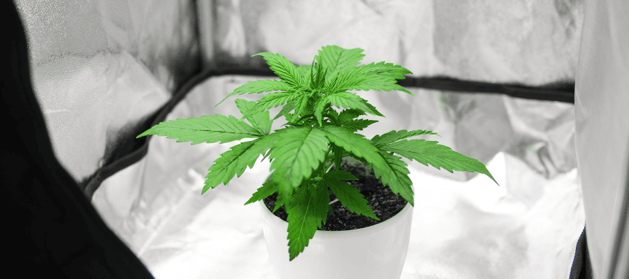 Der ultimative Leitfaden zum Kauf einer Cannabispflanze: Alles, was Sie wissen müssen! Cannabispflanze kaufen – Ihr ultimativer Leitfaden für den Eigenanbau 2024