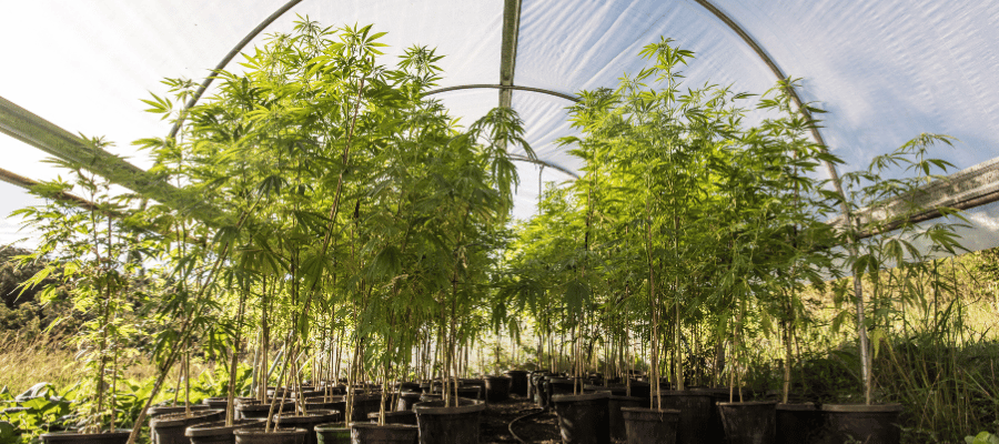 Cannabis Samen die in einem Growzelt wachsen für den Cannabis Eigenanbau