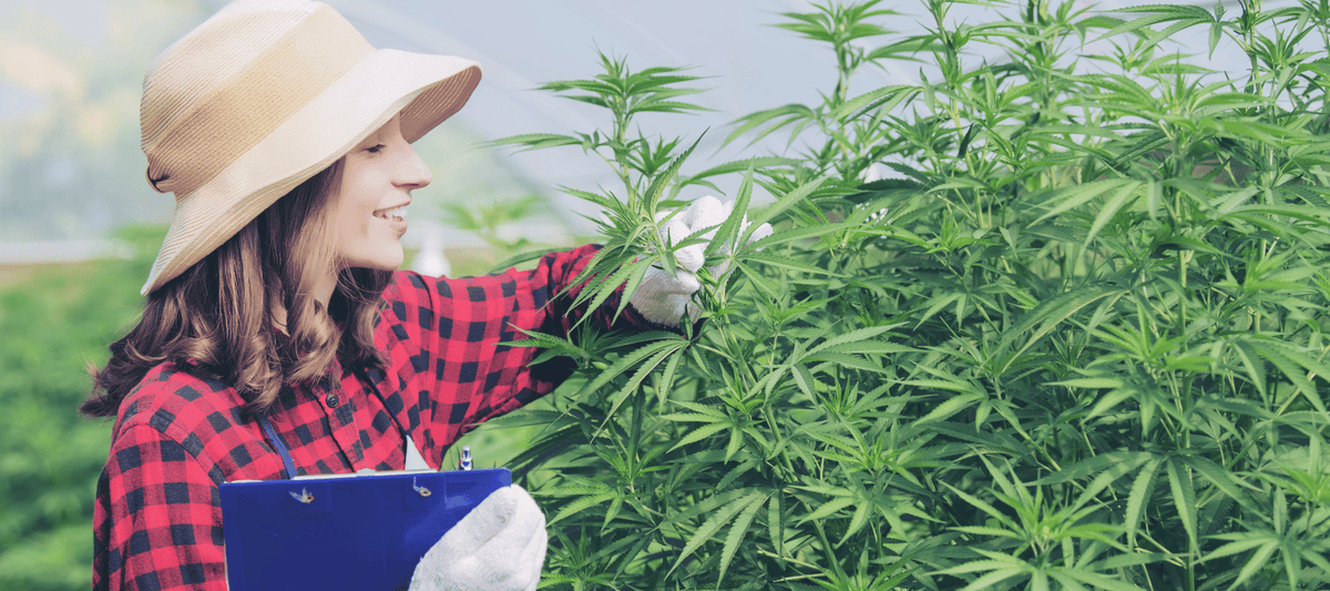 Frau die Cannabis anbaut mit Cannabis samen von CBD 040 
