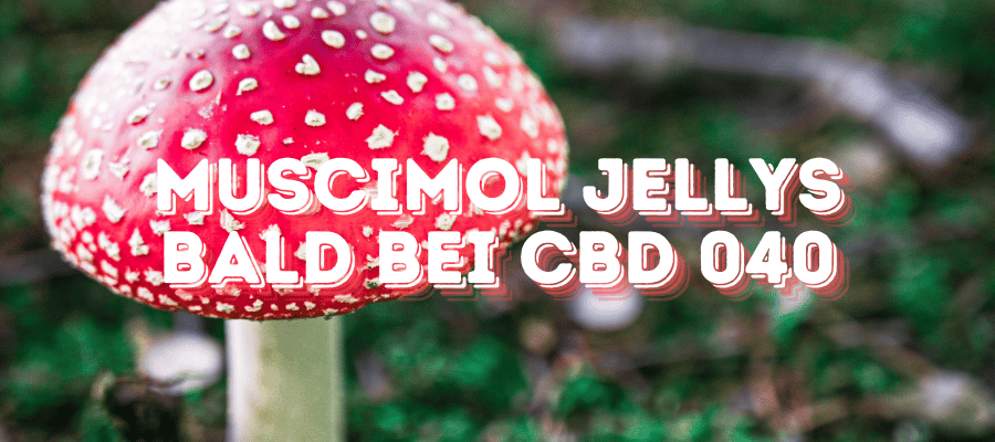 Muscimol Jellys bei CBD 040: Das Neueste Highlight in der Psychedelika-Welt Fliegenpilz und vorne steht in Rot Muscimol Jellys Bald bei CBD 040