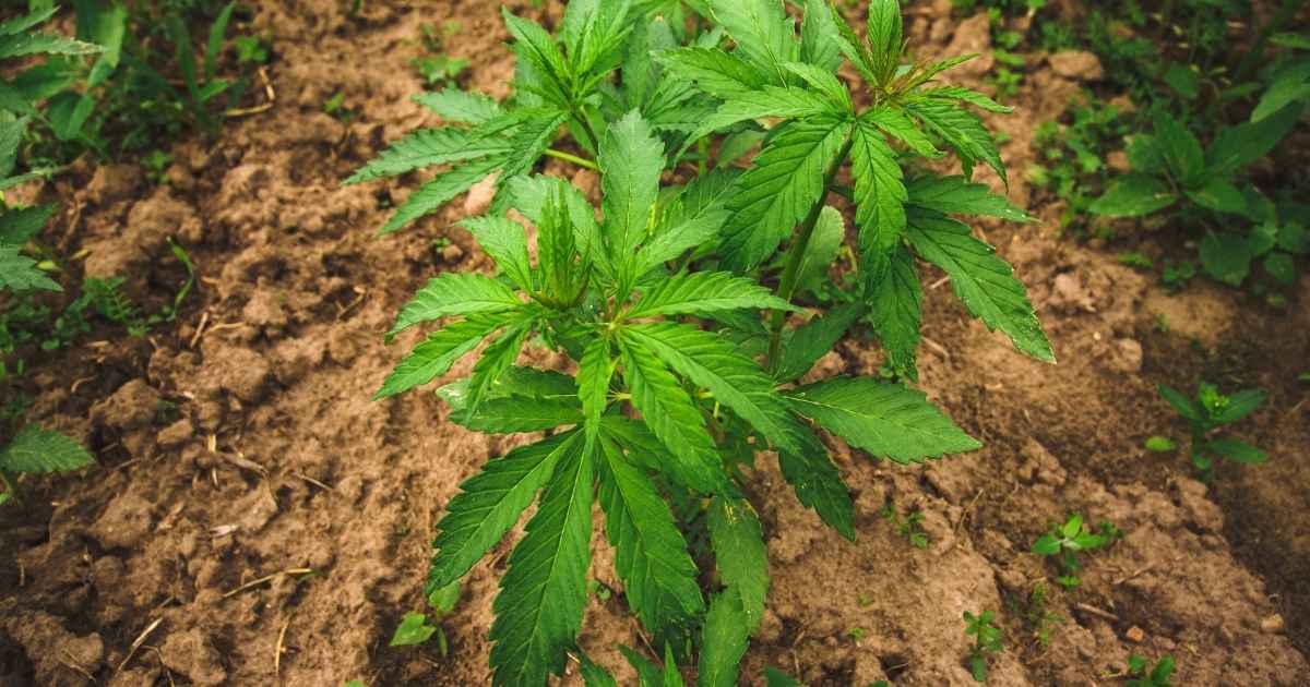 Cannabis Samen im Sommer Anbauen für den Eigenanbau: Jetzt ist der ideale Zeitpunkt! Cannabis Pflanze die Angebaut ist