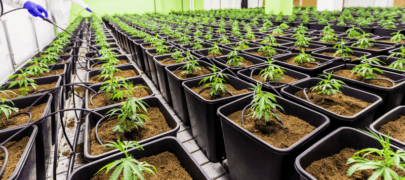 Cannabisplanzen die in einem Green House wachsen