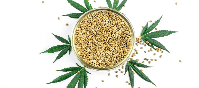 THC Cannabis Samen die in einer Schüssel sind und umgeben von Cannabis Pflanzen bzw Hanfblatt