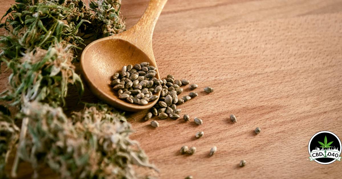 Cannabis Samen für den Eigenanbau: Ihr Start in den Cannabisanbau THC Cannabis Samen kaufen bei CBD 040 aus Hamburg