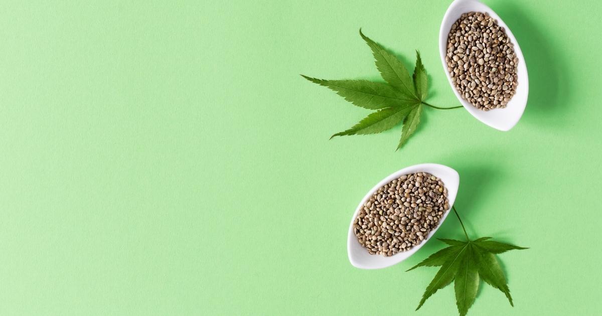 Der ultimative Leitfaden für Cannabis Samen: Auswahl, Kauf und Nutzung THC Cannabis Samen kaufen bei CBD 040 aus Hamburg Mit Klarna und PayPal