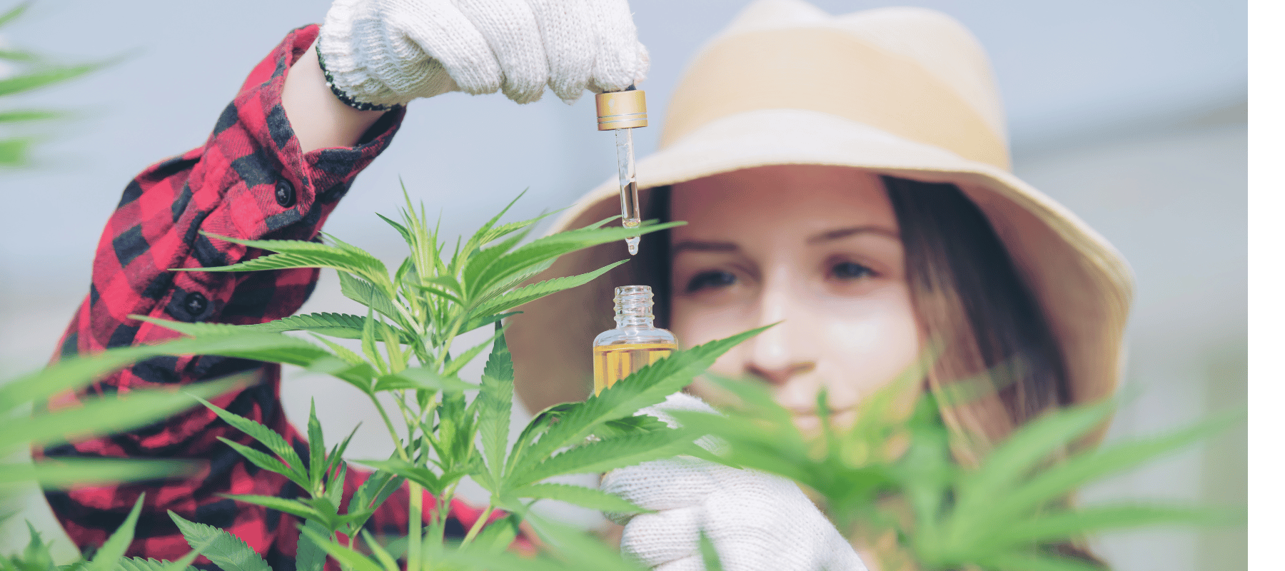 Der Ultimative Guide zum Kauf von THC Hanfsamen für den Eigenanbau Eine Frau mit einem roten Hemd die eine Cannabis Pflanze behandelt die sie selber gepflanzt hat