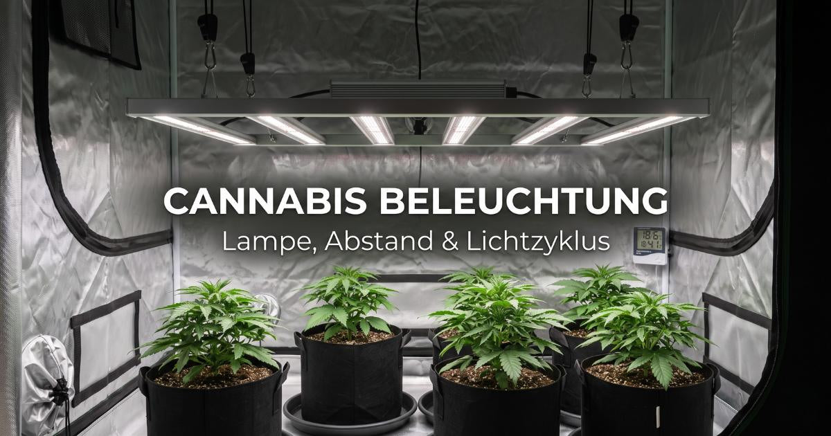 Cannabis Beleuchtung: Welche Lampe, welcher Abstand und welcher Lichtzyklus wirklich wichtig sind Professionelles Indoor-Grow-Setup in einer sauberen Growbox mit einer LED-Lampe über jungen, gesunden Cannabispflanzen. Text im Bild: Cannabis Beleuchtung – Lampe, Abstand & Lichtzyklus.