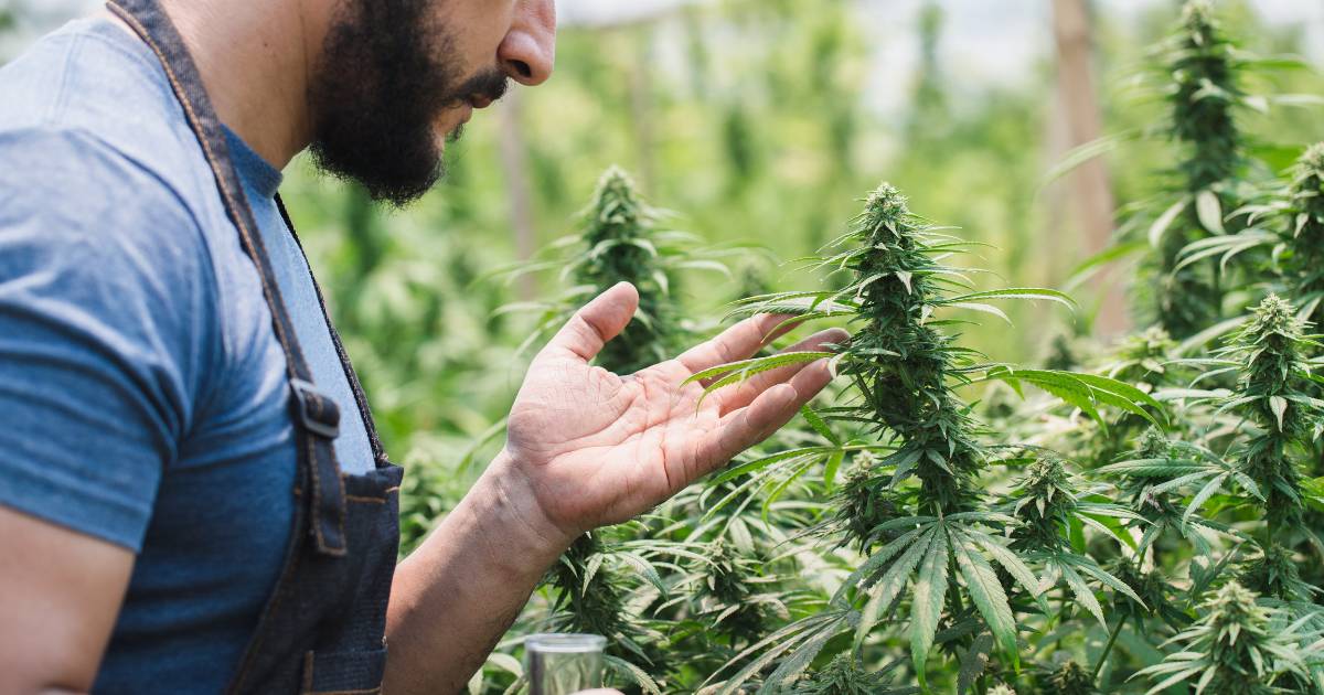 Cannabis Samen im Sommer 2025 anbauen & legal kaufen – schnell, einfach & mit Klarna Cannabis im Sommer 2025 selber anbauen mit Hanfsamen von CBD040