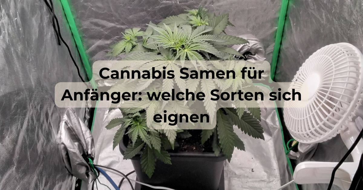 Cannabis Samen für Anfänger: welche Sorten sich eignen Cannabis Samen und ein junger Sämling im Stofftopf für den ersten Eigenanbau, erklärt von CBD040.