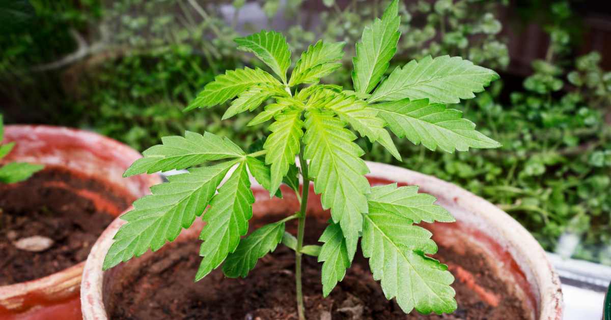 Cannabis selber anbauen im Mai 2025 Cannabis auf dem Balkon und Fensterbank und Garten selber anbauen im Mai 2025 mit Autoflower Samen
