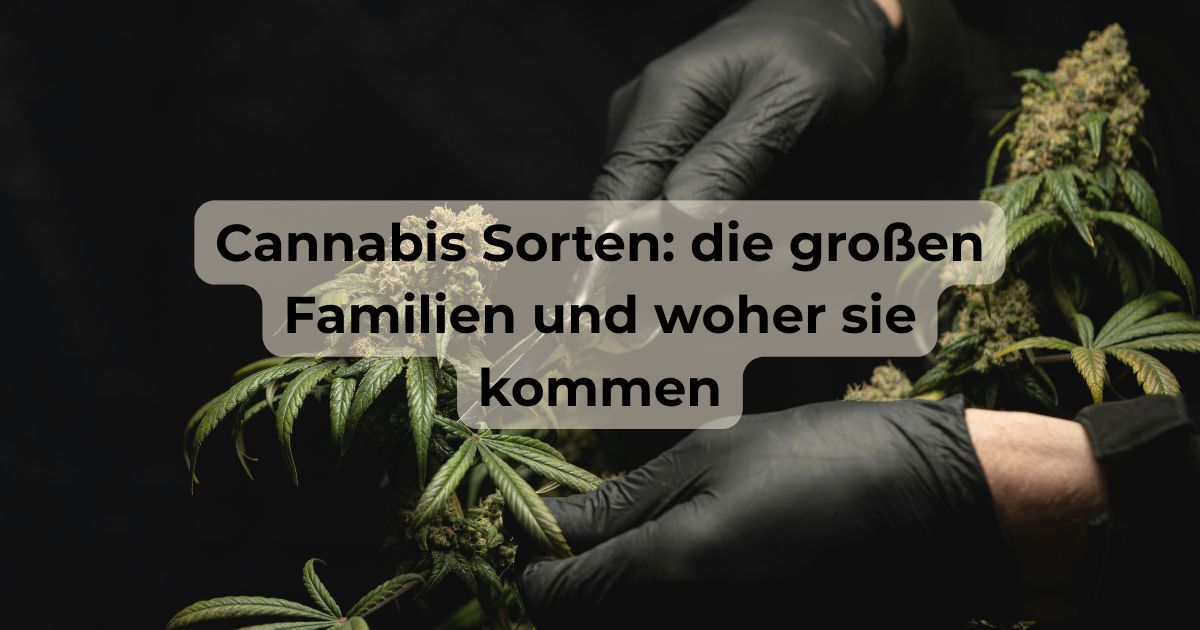 Cannabis Sorten: die großen Familien und woher sie kommen Person schneidet Cannabis von einer Pflanze ab.