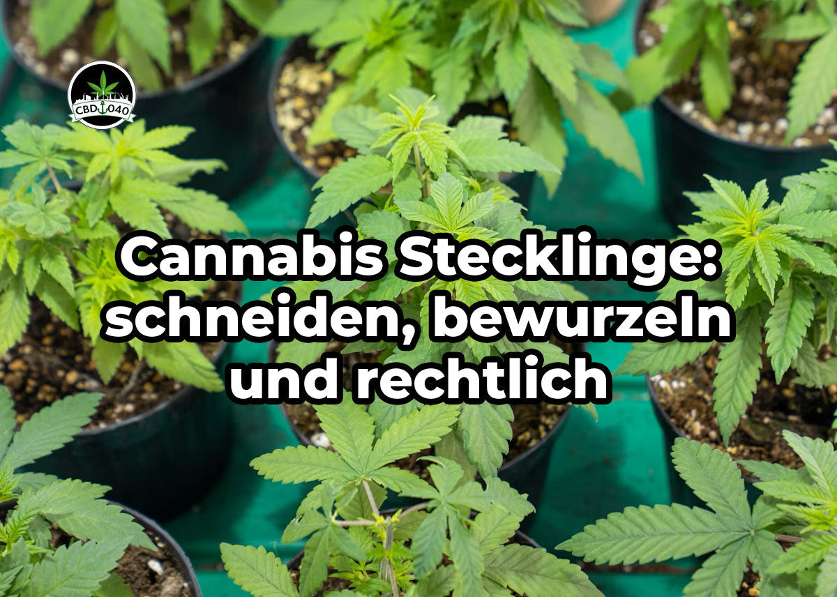 Cannabis Stecklinge: schneiden, bewurzeln und rechtlich Cannabis Stecklinge schneiden und bewurzeln, frisch geschnittener Trieb im Anzuchtwürfel, erklärt von CBD040.