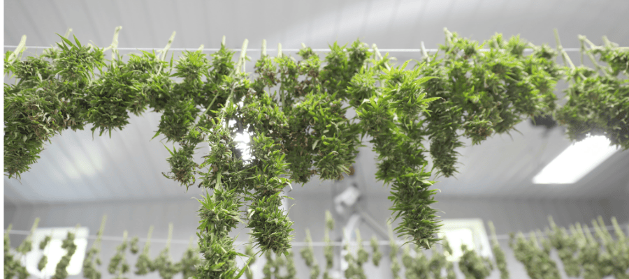 Cannabis schnell trocknen: Eigenanbau im Winter – In nur 10 Minuten rauchfertig! Cannabis Pflanzen beim Trocknen – Schnelle Methode für den Eigenanbau im Winter 2024