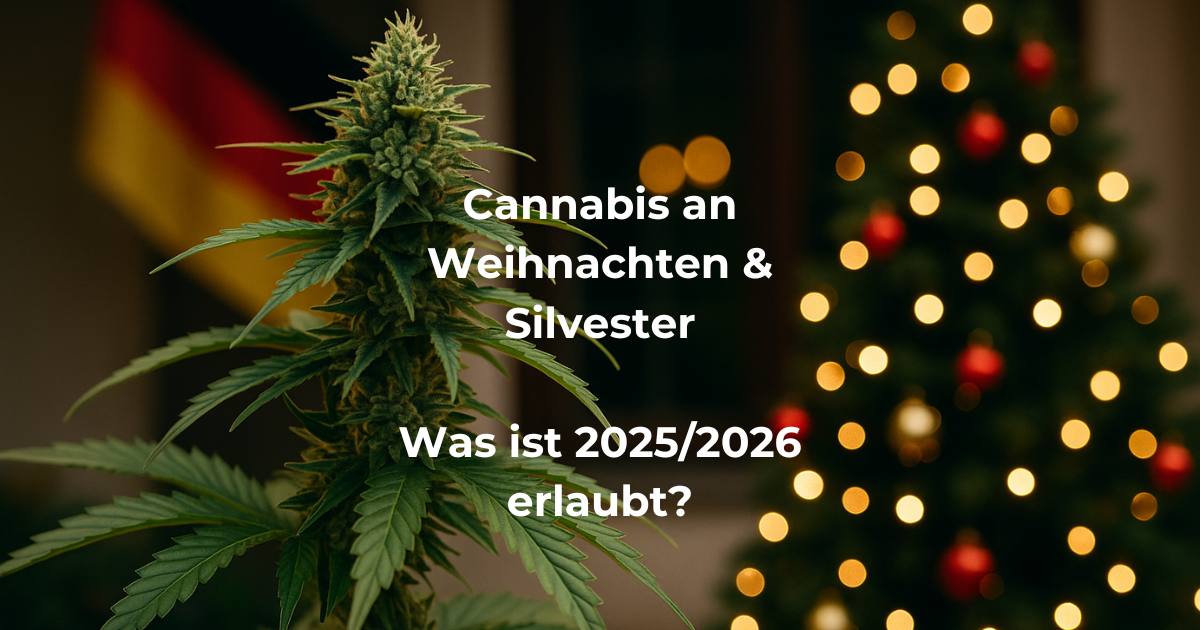 Cannabis auf der Weihnachtsfeier & an Silvester 2025/2026: Was ist erlaubt – und wo darf man legal kiffen? Cannabis Pflanze vor weihnachtlicher Beleuchtung – Übersicht der erlaubten Konsumregeln für Weihnachten und Silvester 2025/2026 in Deutschland