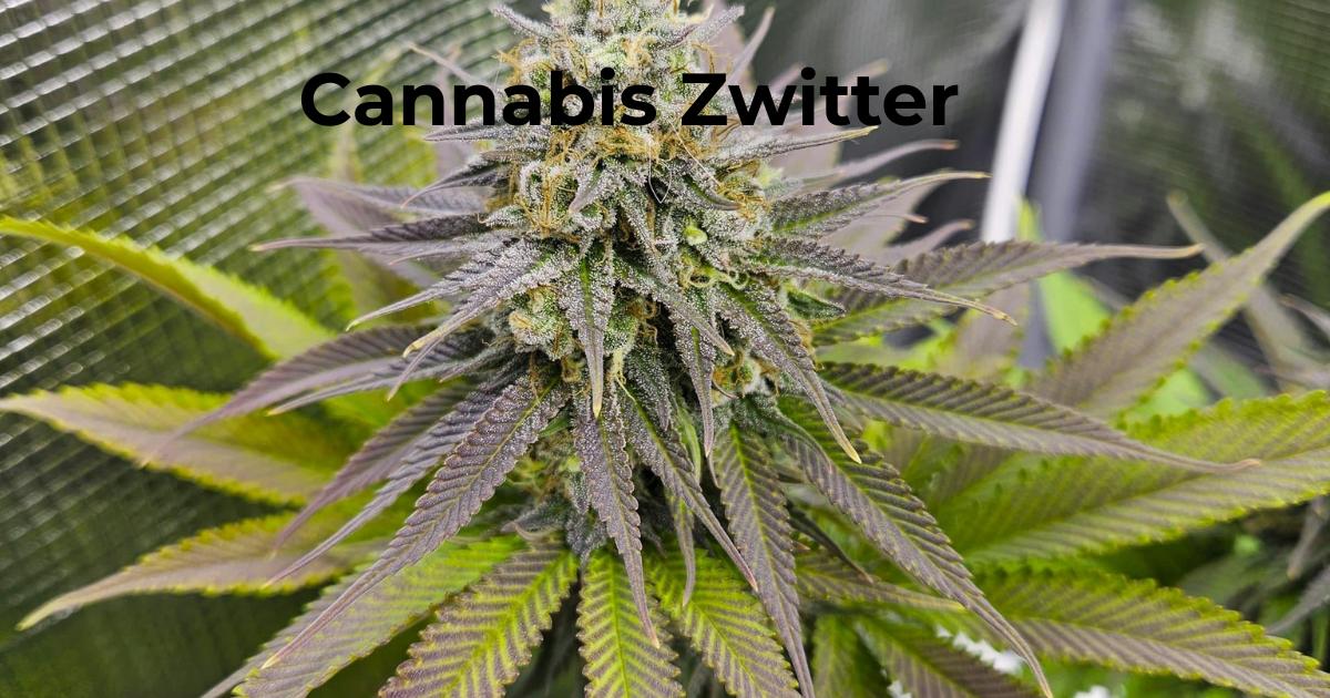 Cannabis Zwitter: Erkennen, Ursachen verstehen und richtig einordnen Blog Titelbild mit einer Cannabis Pflanze und der Überschrift, Cannabis Zwitter