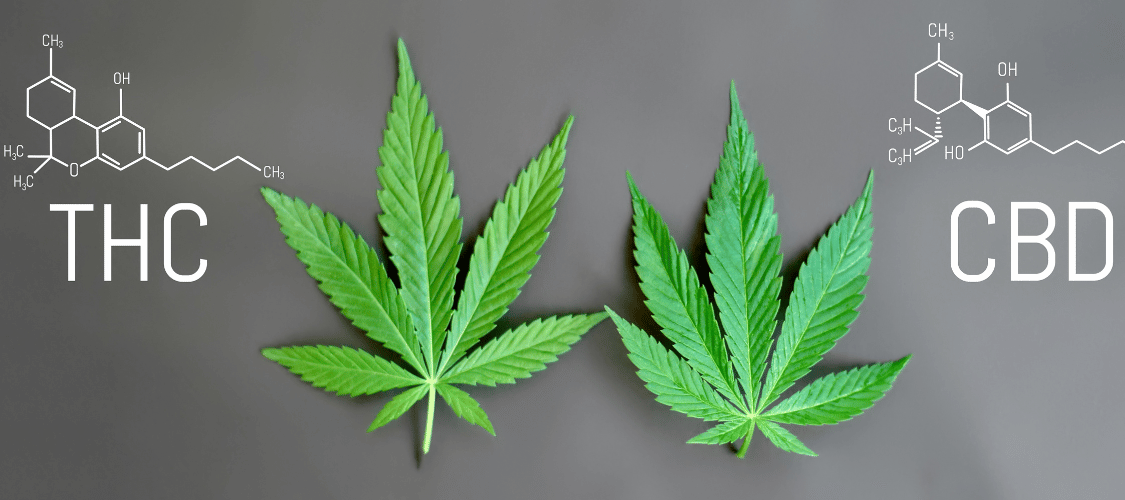 Wie lange wirkt CBD, und wie lange bleibt es im Körper nachweisbar? CBD Blüten Wirkungsdauer und Nachweisbarkeit – Wie lange wirkt CBD und ist es im Körper nachweisbar?