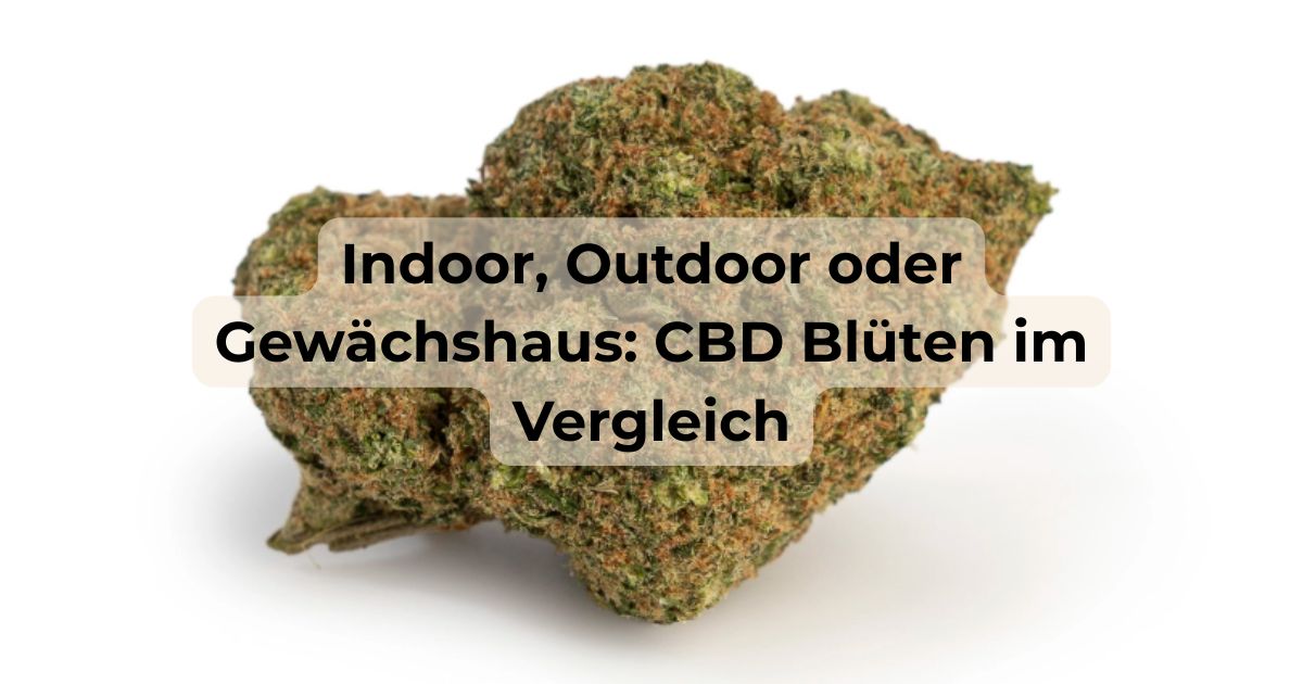 Indoor, Outdoor oder Gewächshaus: CBD Blüten im Vergleich Dichte CBD Blüte mit der Überschrift Indoor, Outdoor oder Gewächshaus: CBD Blüten im Vergleich.