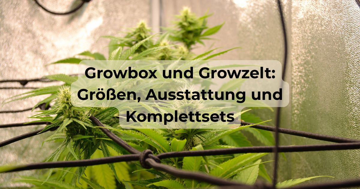 Growbox und Growzelt: Größen, Ausstattung und Komplettsets Growbox von innen mit LED-Lampe, Aktivkohlefilter und Pflanzen, erklärt von CBD040.