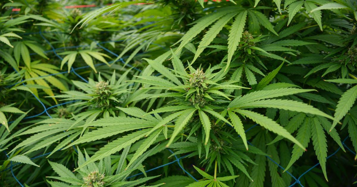Hanfpflanze - Alles über Cannabis, die Kulturpflanze & mehr Hanfpflanze