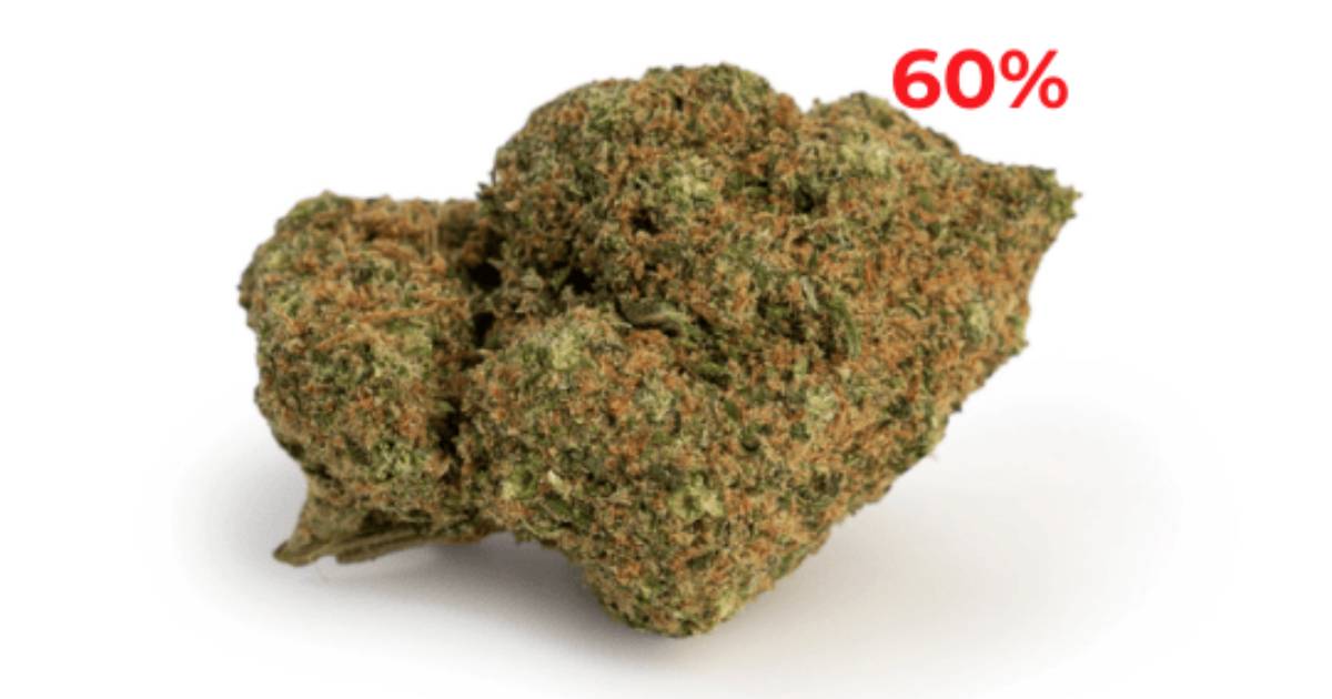 Kiez Kush CBD Blüten – Exklusive Sorte mit bis zu 60 % CBD, legal & ohne Rezept CBD Blüten Sorte Kiez Kush von CBD040 mit bis zu 60 Prozent CBD