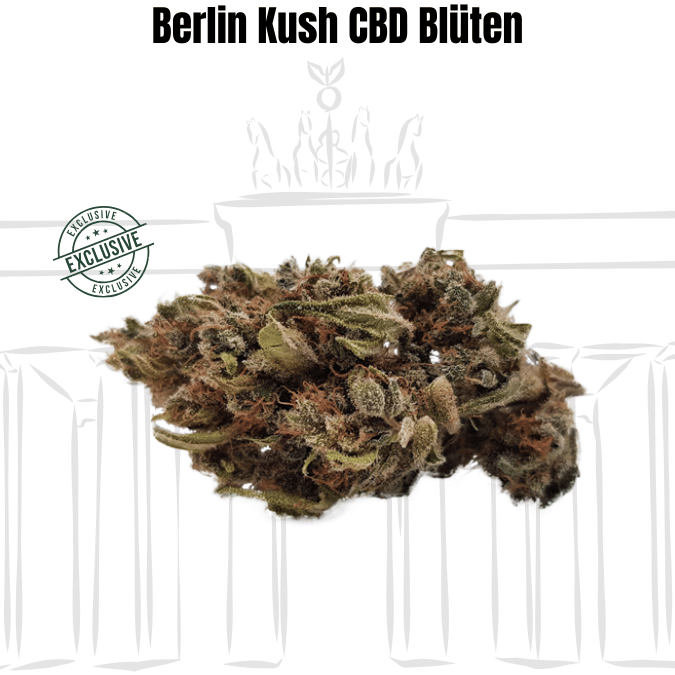 Berlin Kush Cannabis CBD Blüten kaufen Berlin Kush – Extra Strong 60% - CBD Blüten mit der Kraft der Hauptstadt