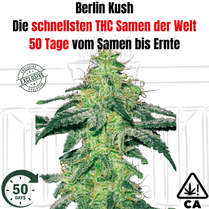 Berlin Kush THC Cannabis Samen die schnellsten der Welt Berlin Kush THC Cannabis Samen die schnellsten der Welt