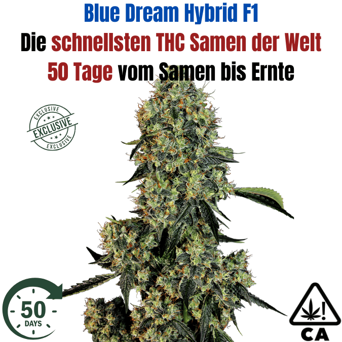 Cannabis Samen Blue Dream die schnellsten THC Cannabis Samen auf den Markt jetzt kaufen bei CBD 040, ideal für den Cannabis Eigenanbau in Deutschland. Nur 50 Tage von Keimung bis Ernte. Cannabis Samen Blue Dream die schnellsten THC Cannabis Samen auf den Markt jetzt kaufen bei CBD 040, ideal für den Cannabis Eigenanbau in Deutschland. Nur 50 Tage von Keimung bis Ernte.