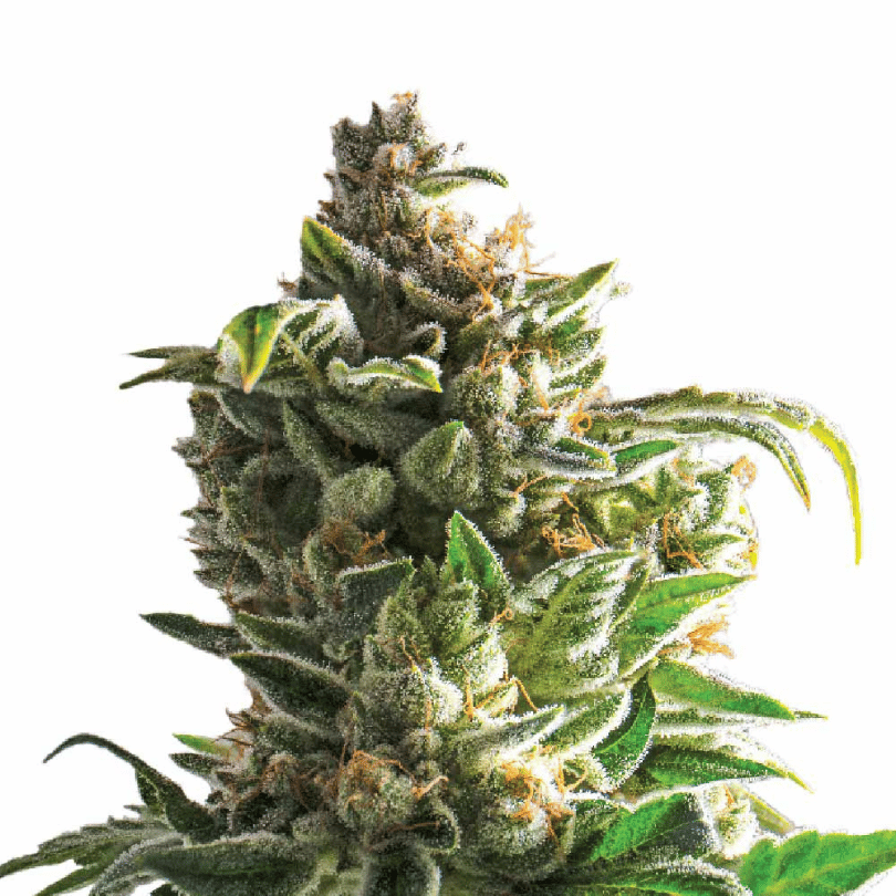 Bruce Banner Automatic Cali Strain Cannabis Samen - Autoflower - Cannabis Cup Sieger 2023 - F1 Samen Bruce Banner Automatic Cali Strain Cannabis Samen - Autoflower - Cannabis Cup Sieger 2023 - F1 Samen
