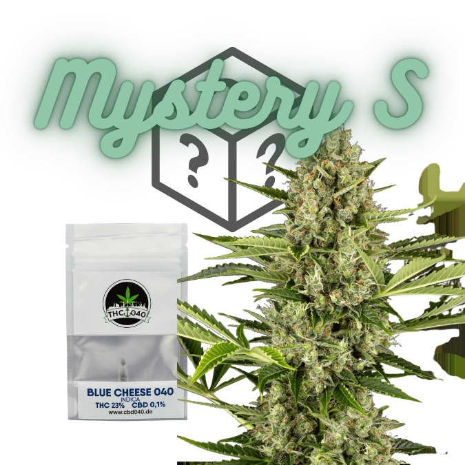 Cannabis Samen Mystery Box Small kaufen bei CBD 040 sicherer kauf mit Klarna und IVY Cannabissamen legal kaufen für den Cannabis Eigenanbau Anfängerfreundlich Cannabis Samen Mystery Box Small kaufen bei CBD 040 sicherer kauf mit Klarna und IVY Cannabissamen legal kaufen für den Cannabis Eigenanbau Anfängerfreundlich