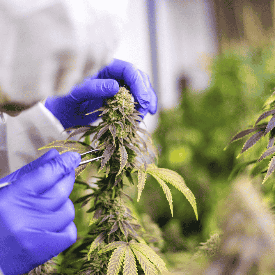 Reinste CBD Blüten und Cannabis Produkte bei CBD040 – Pestizidfreie und EU-zertifizierte Hanfpflanzen für den besten legalen Cannabis Anbau in Deutschland