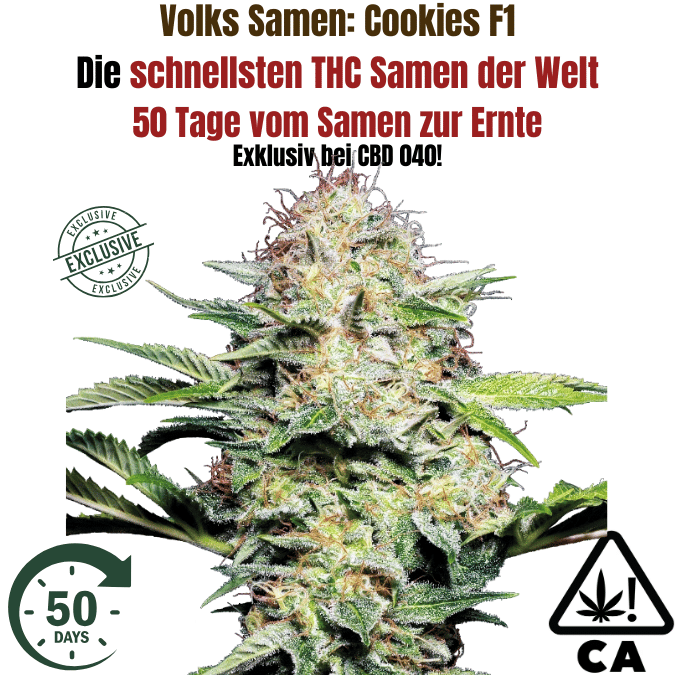 Cannabis Samen Cookies F1 die schnellsten THC Cannabis Samen auf den Markt jetzt kaufen bei CBD 040, ideal für den Cannabis Eigenanbau in Deutschland. Nur 50 Tage von Keimung bis Ernte. Cannabis Samen Cookies F1 die schnellsten THC Cannabis Samen auf den Markt jetzt kaufen bei CBD 040, ideal für den Cannabis Eigenanbau in Deutschland. Nur 50 Tage von Keimung bis Ernte.