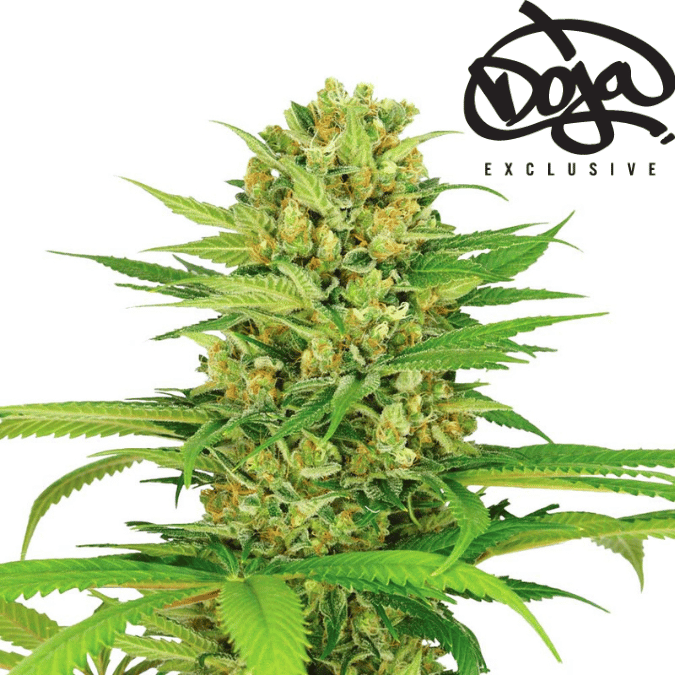 Doja OG Kush Cali Weed Cannabissamen - Feminisierte Autoflower / Automatic Indica - Cali Weed Doja OG Kush Cali Weed Cannabissamen - Feminisierte Autoflower / Automatic Indica - Cali Weed