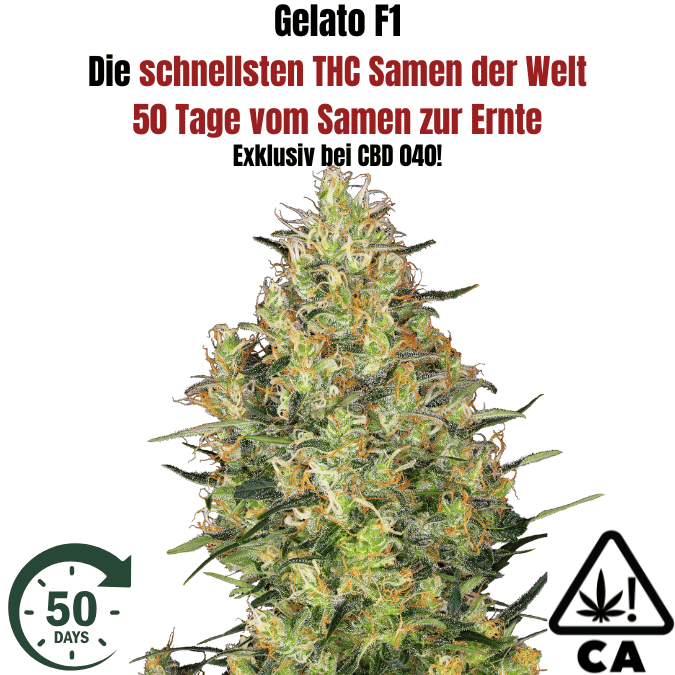 Cannabis Samen Gelato F1 die schnellsten THC Cannabis Samen auf den Markt jetzt kaufen bei CBD 040, ideal für den Cannabis Eigenanbau in Deutschland. Nur 50 Tage von Keimung bis Ernte. Cannabis Samen Gelato F1 die schnellsten THC Cannabis Samen auf den Markt jetzt kaufen bei CBD 040, ideal für den Cannabis Eigenanbau in Deutschland. Nur 50 Tage von Keimung bis Ernte.