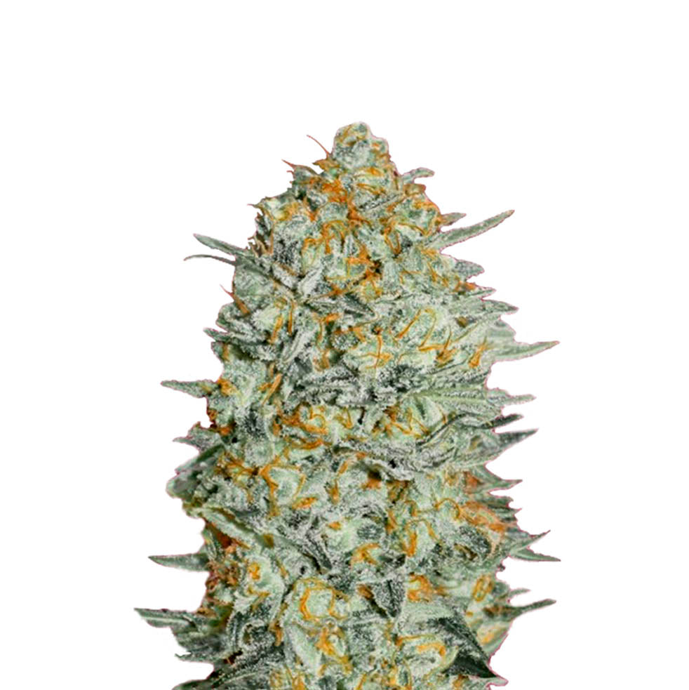 Sticky Orange Bud Cannabissamen kaufen